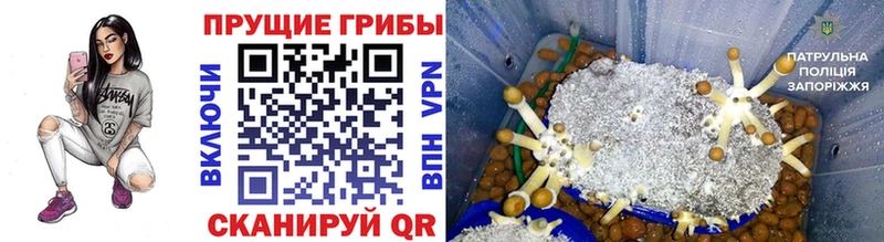 Купить закладки  Тбилисская  Галлюциногенные грибы прущие грибы 